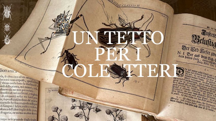 Un tetto per i coleotteri